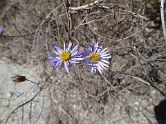 lessingia filaginifolia